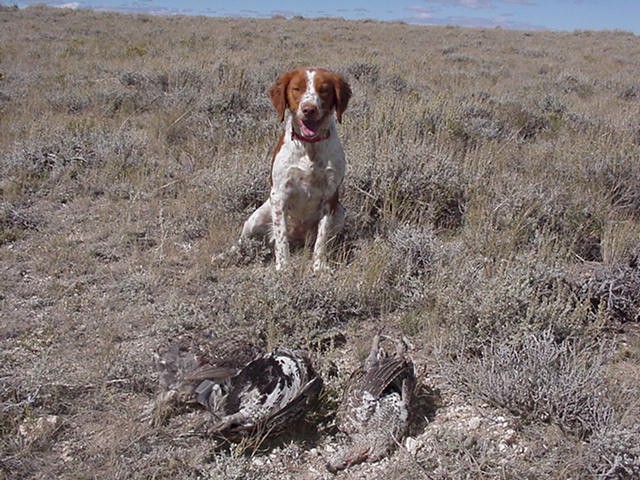 Ica with 3 sage grouse 04