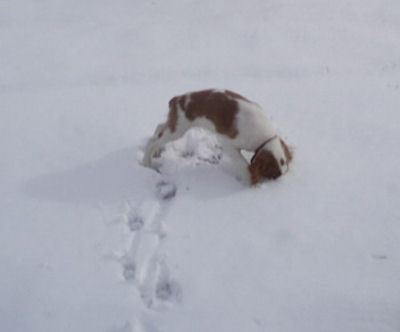 Monty having fun in the snow!